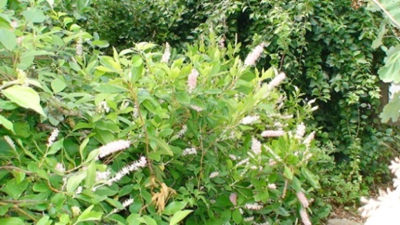Clètre Ruby Spice
