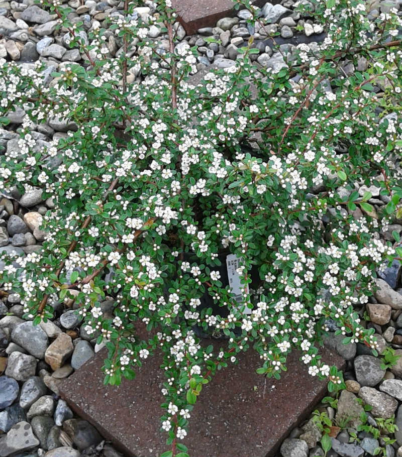 Cotonéaster Coral Beauty – Image 3