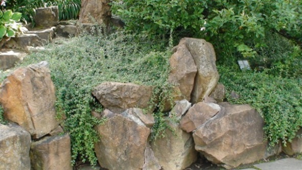 Cotonéaster Coral Beauty – Image 2