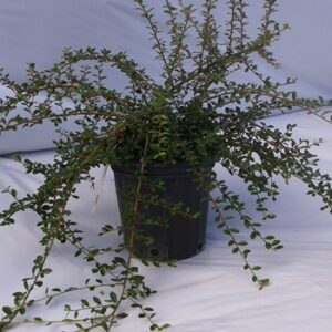 Cotonéaster Coral Beauty