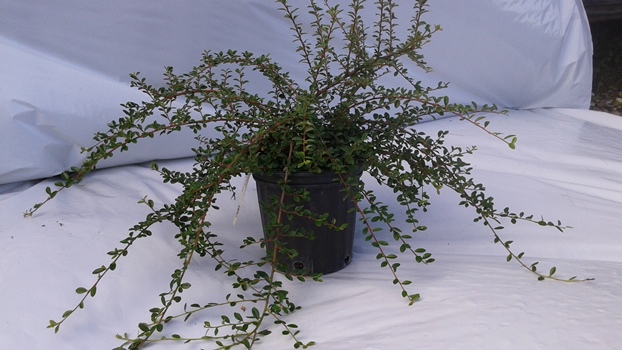 Cotonéaster Coral Beauty