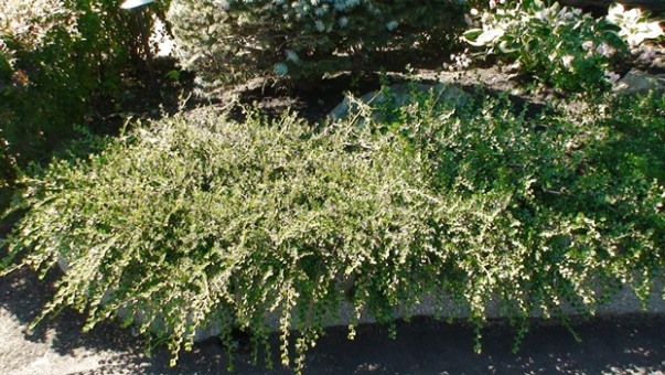 Cotonéaster Hessei – Image 2