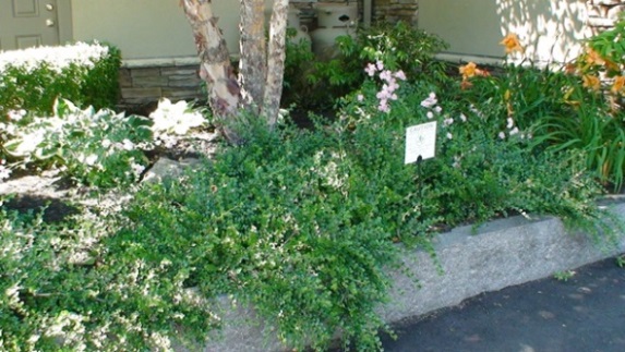 Cotonéaster Hessei – Image 3