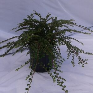 Cotonéaster Hessei