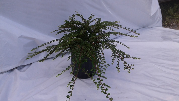 Cotonéaster Hessei