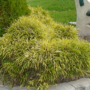 Cyprès Mops