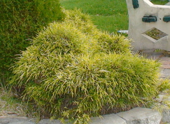 Cyprès Mops