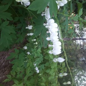 Cœur saignant blanc