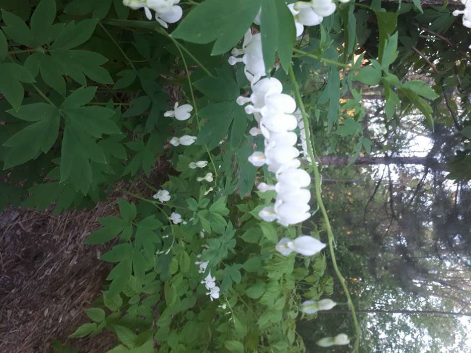 Cœur saignant blanc
