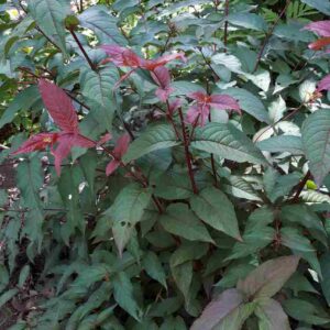 Diervillé 'Firefly Nightglow'