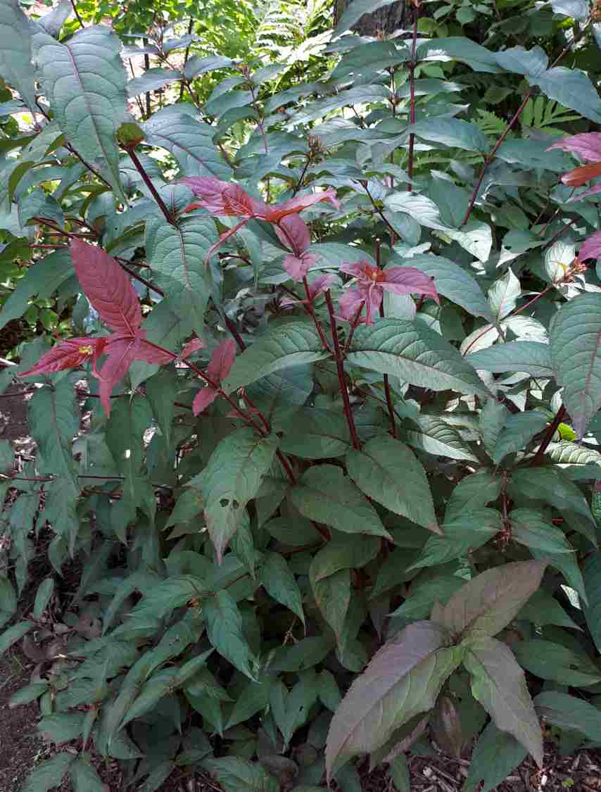 Diervillé 'Firefly Nightglow'