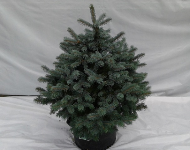 Épinette Baby Blue – Image 2
