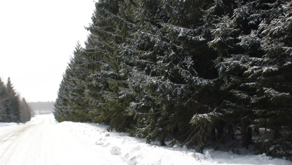 Épinette de Norvège – Image 4