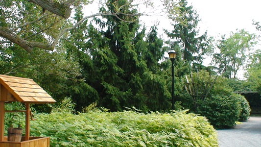 Épinette de Norvège – Image 3