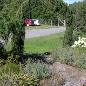 Épinette de Norvège pleureuse