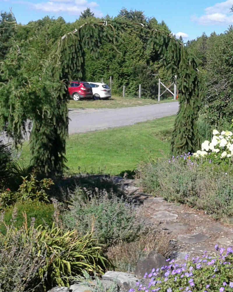 Épinette de Norvège pleureuse