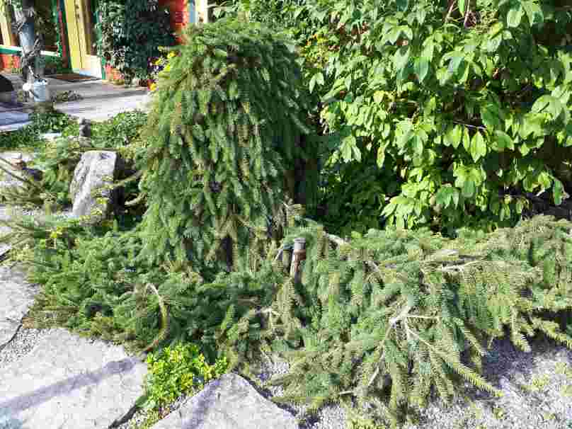 Épinette de Norvège pleureuse – Image 4