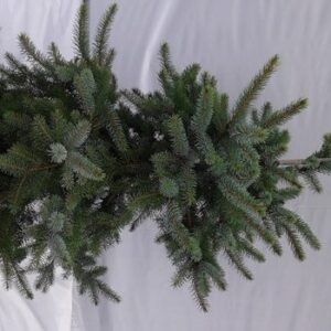 Épinette Bruns