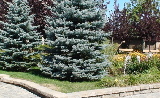 Épinette du colorado – Image 3