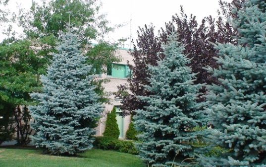 Épinette du colorado – Image 4
