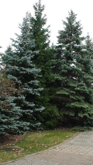 Épinette du colorado – Image 2