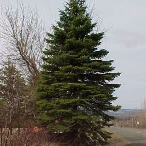 Épinette du colorado verte