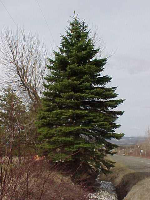 Épinette du colorado verte