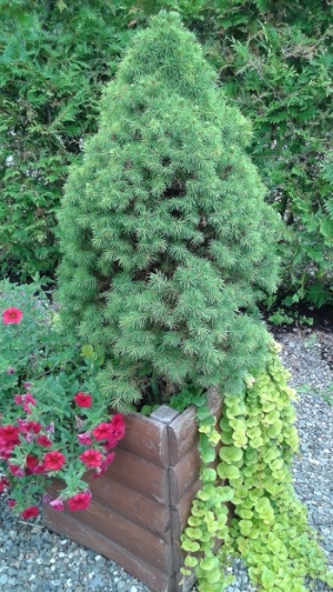 Épinette naine de l'Alberta – Image 3