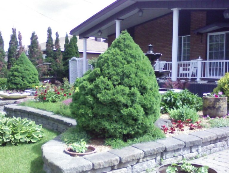 Épinette naine de l'Alberta – Image 4