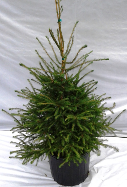 Épinette noire – Image 2