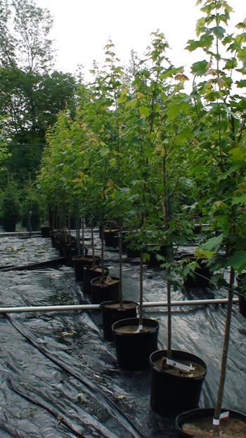 Érable Armstrong – Image 2