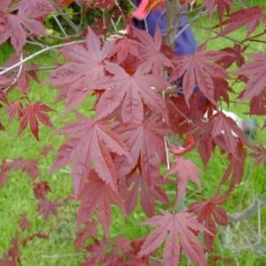 Érable japonais 'Bloodgood'