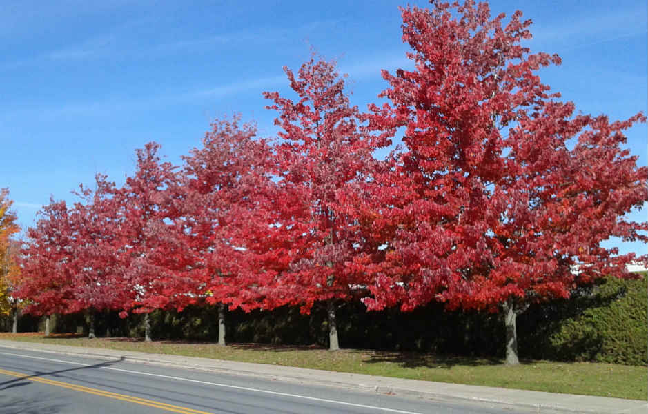 Érable rouge – Image 2