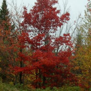 Érable rouge