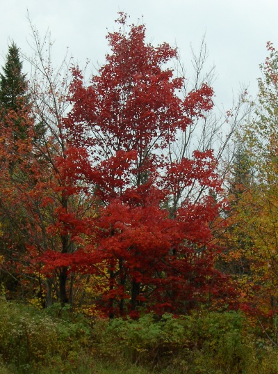 Érable rouge