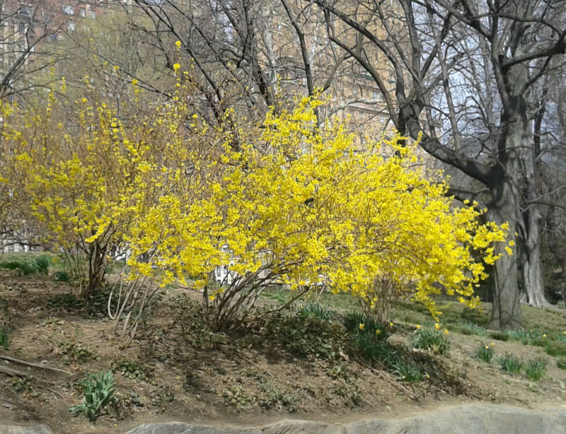 Forsythia Northen Gold – Image 3