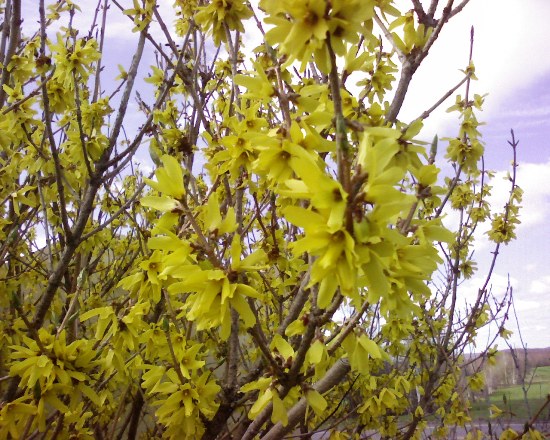 Forsythia Northen Gold – Image 2