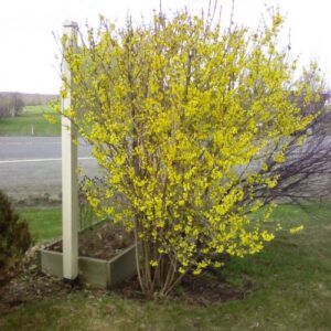Forsythia Northen Gold