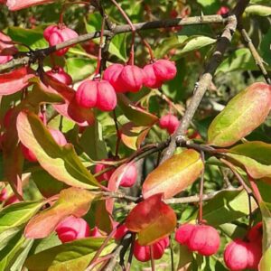 Fusain d'Europe Red Cascade
