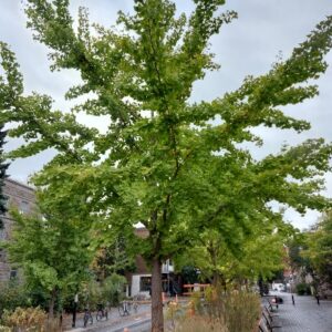 Arbre aux quarante écus
