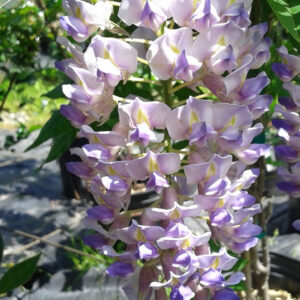 Glycine Blue Moon