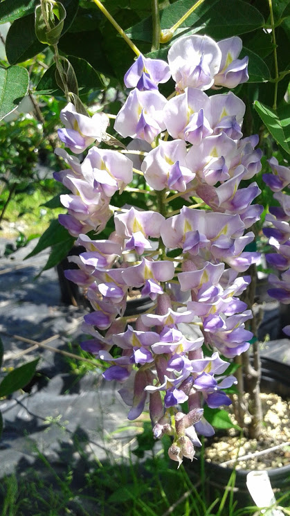 Glycine Blue Moon