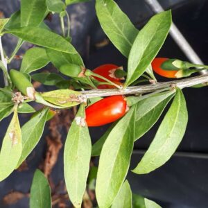 Goji Dynamite