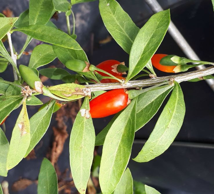 Goji Dynamite