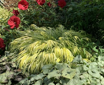 Hakonechloa macra aureola – Image 3