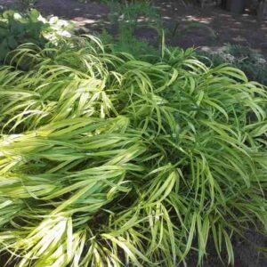 Hakonechloa macra aureola