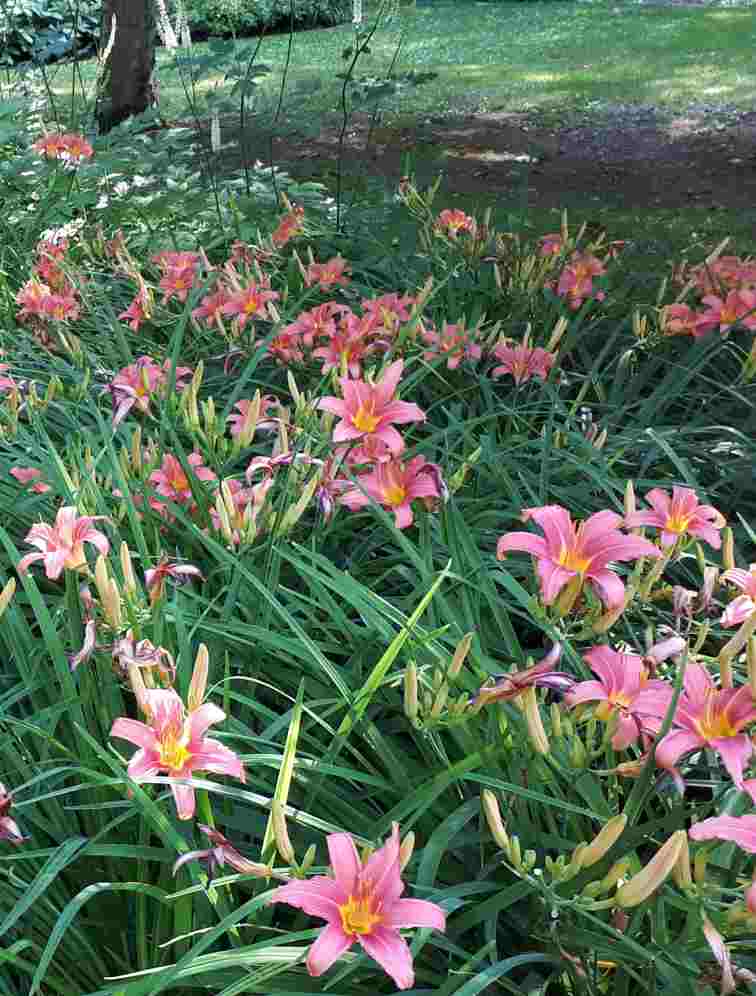 Hémérocalles – Image 6