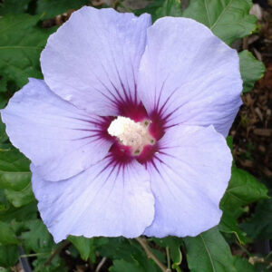 Hibiscus Blue Satin