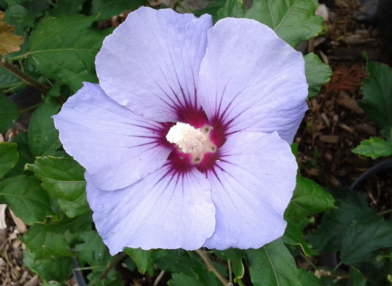 Hibiscus Blue Satin