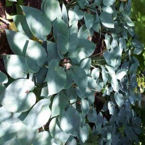 Hosta Halcyon